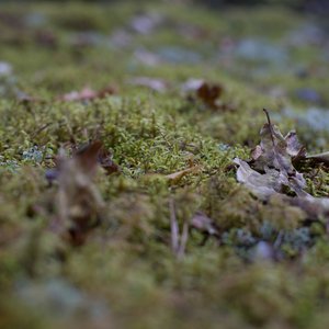 2015-05-01-Bialowieza thumbnail