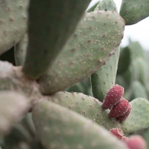 2016-02-Teneryfa thumbnail